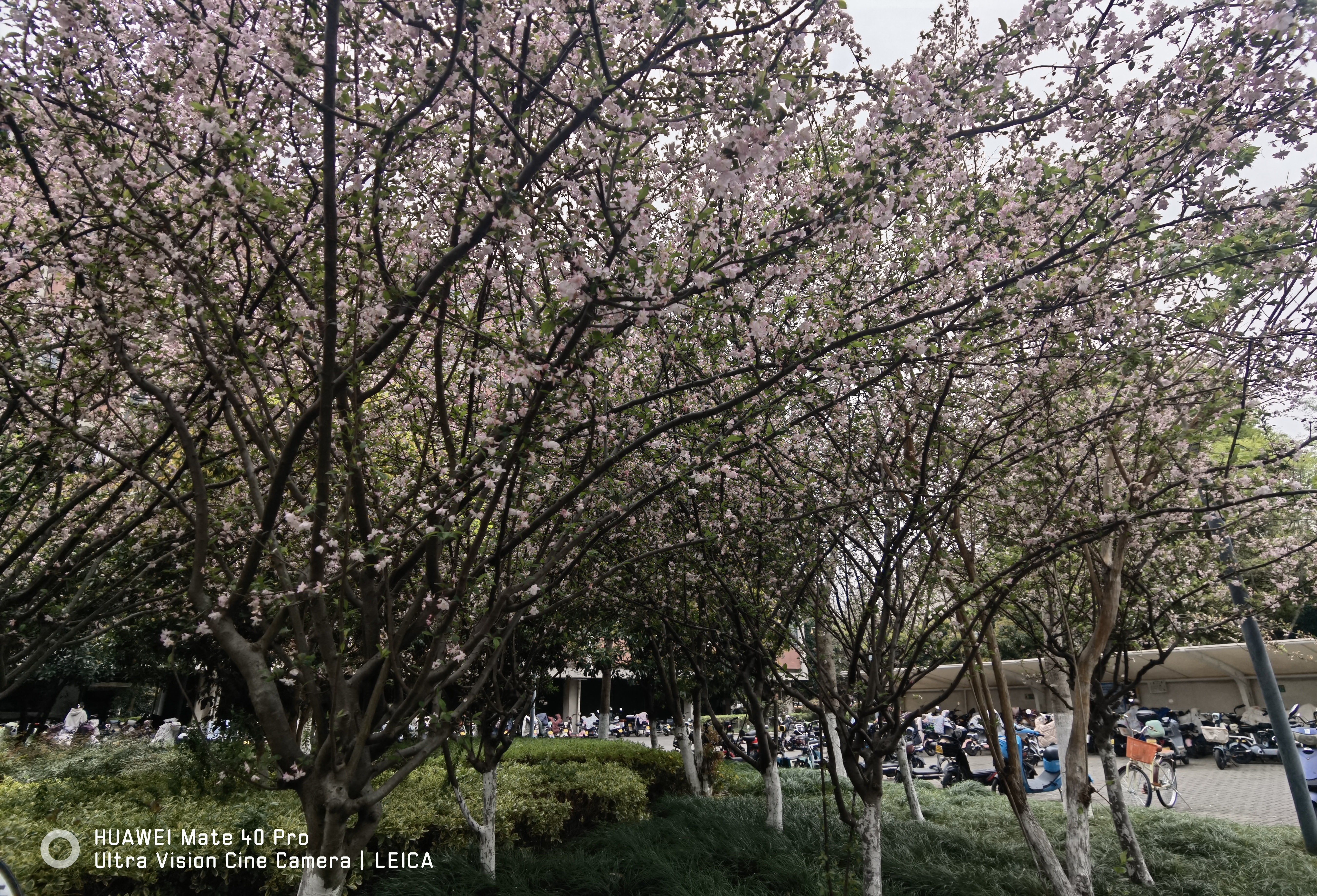 sakura