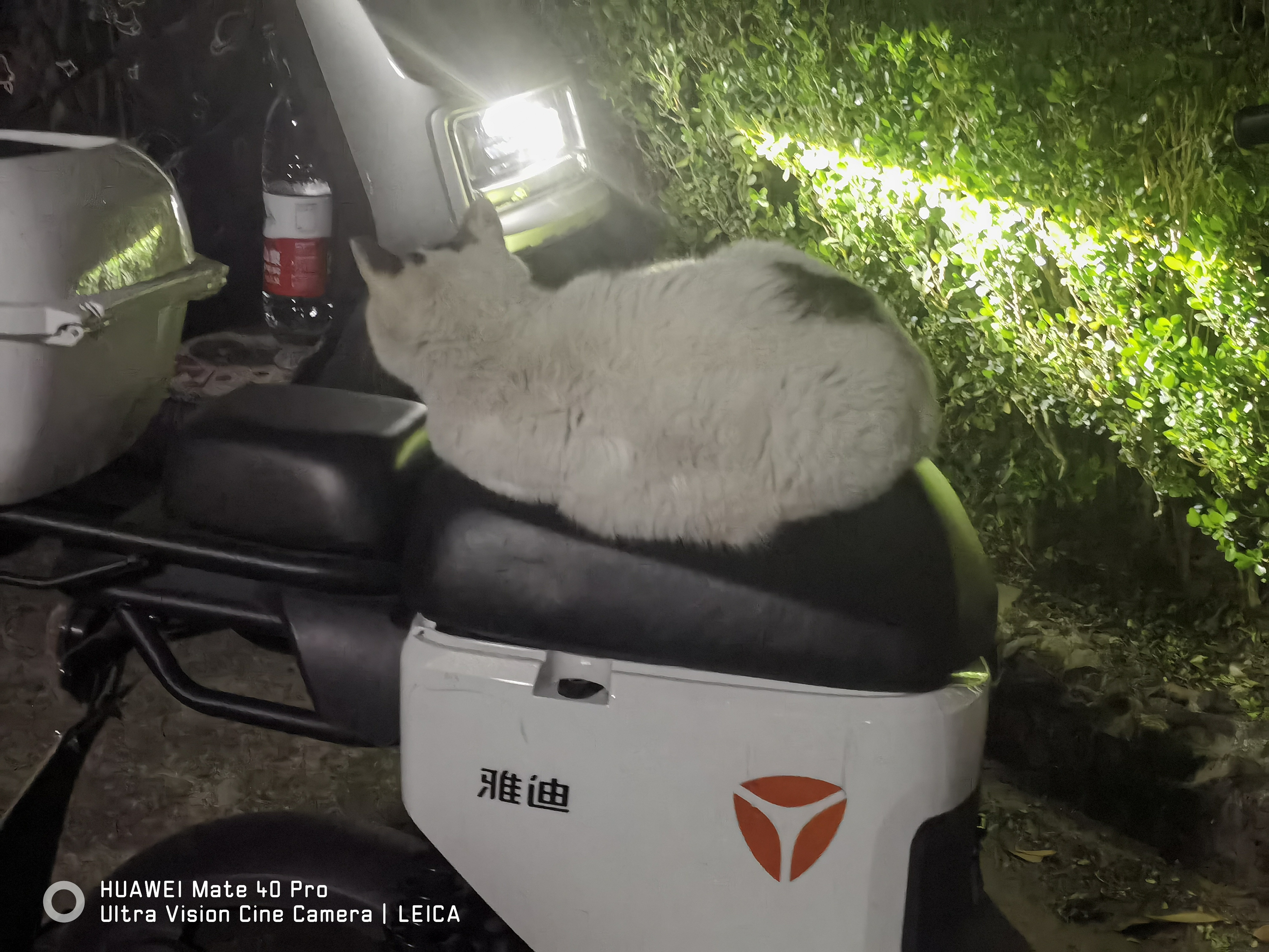 cat on car